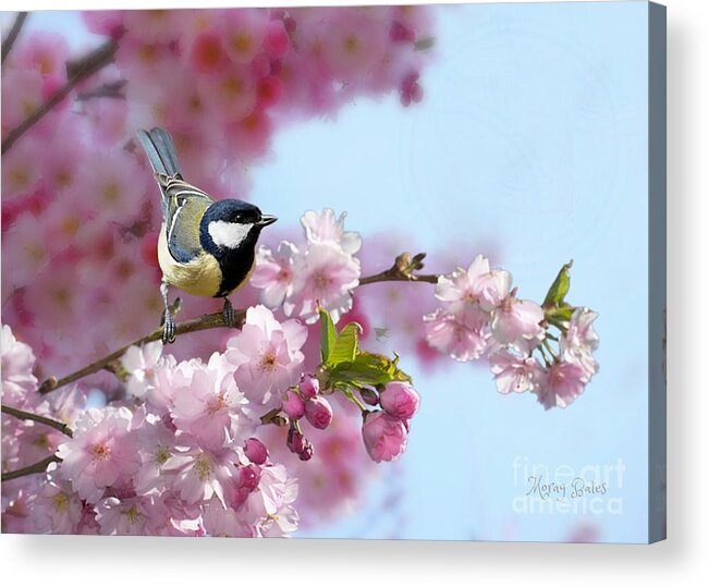 Coal Tit Acrylic Print featuring the mixed media Little Coal Tit by Morag Bates