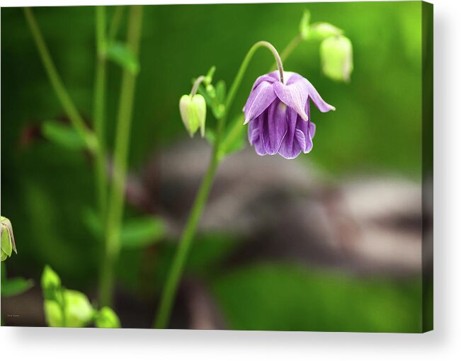 Botanical Acrylic Print featuring the photograph Lone Pink Flower by Ross Henton