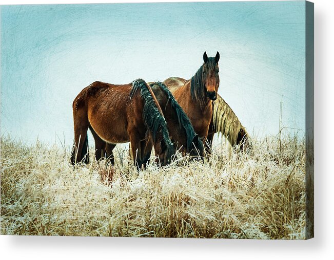 Winter Acrylic Print featuring the photograph Looking at You on a Frosty Day by Jolynn Reed