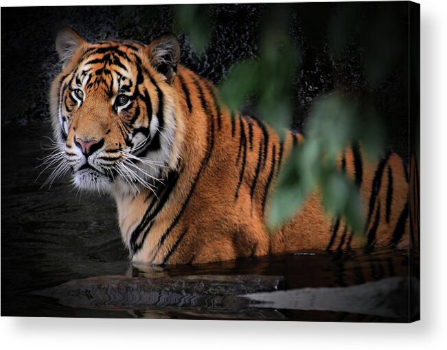  Tigers Acrylic Print featuring the photograph Looking Oh So Sweet by Kym Clarke