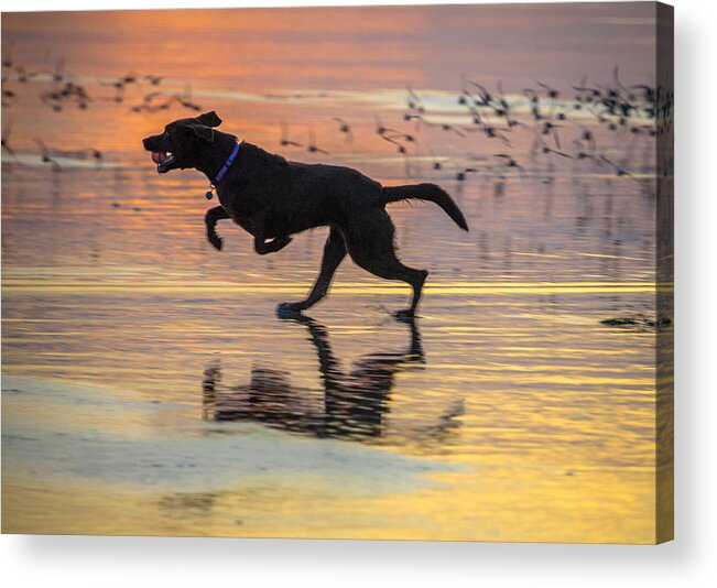 Dog Acrylic Print featuring the photograph Loping Dog by Jerry Cahill