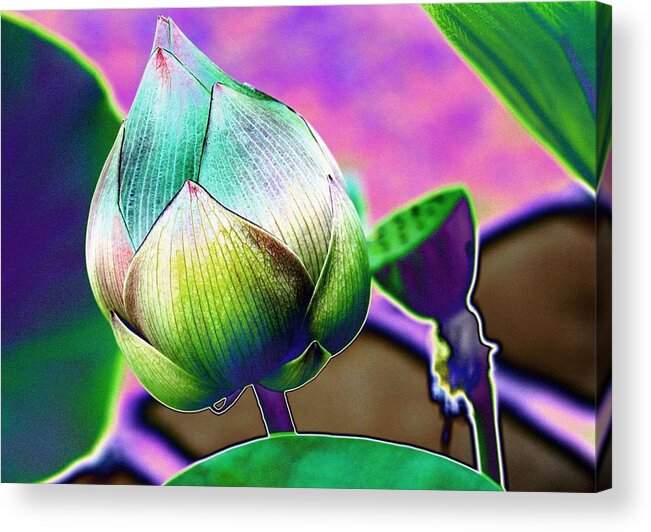 digital Art Acrylic Print featuring the digital art Lotus dreaming 8 by Fran Woods