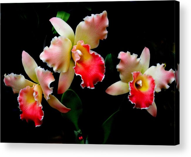Orchids Acrylic Print featuring the photograph Love in Flowers by Jeanette Oberholtzer