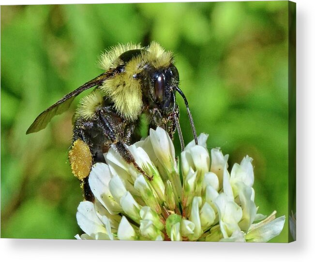 Bumblebee Acrylic Print featuring the photograph Lunch in the Garden by Ludwig Keck