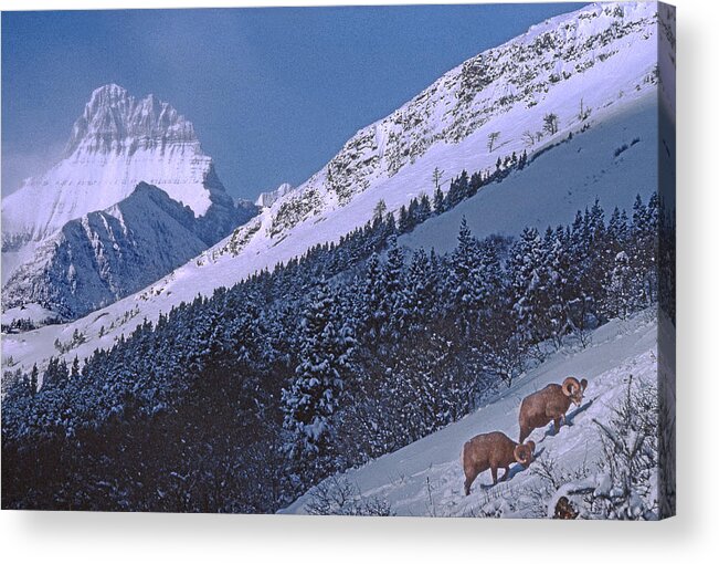 Bighorn Sheep Acrylic Print featuring the photograph M-08026-12 Bighorn Sheep in Glacier National Park by Ed Cooper Photography