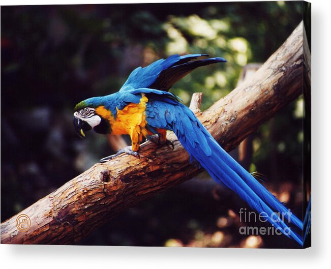 Animal Wildlife Acrylic Print featuring the photograph Macaw by Helena M Langley