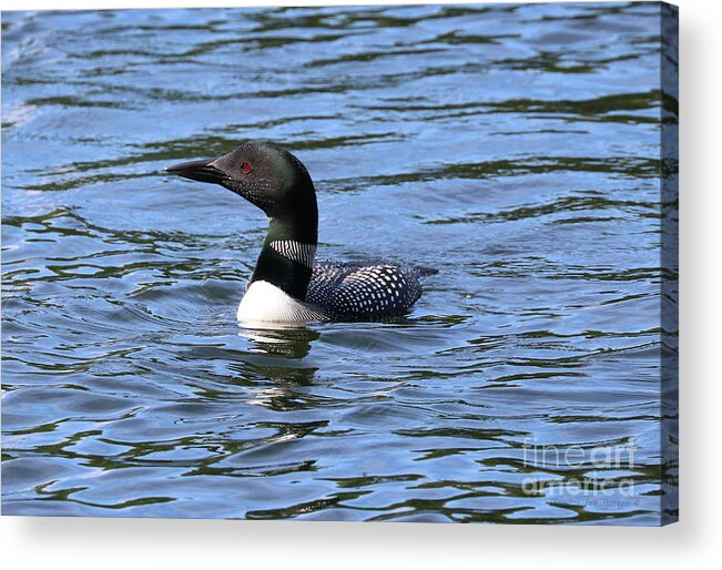 Common Loon Acrylic Print featuring the photograph Maine Common Loon - Woodbury Pond by Sandra Huston