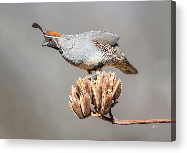 Bird Acrylic Print featuring the photograph Male Gambel's Quail on Yucca Pods by Fred J Lord