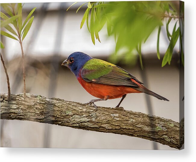 Bird Acrylic Print featuring the photograph Male Painted Bunting by Norman Peay