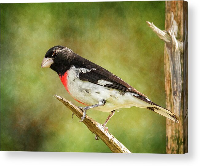 Male Grosbeak Acrylic Print featuring the photograph Male Rose-Breasted Grosbeak On Branch by Bill and Linda Tiepelman