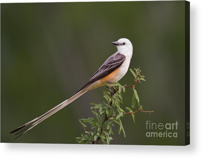 Dave Welling Acrylic Print featuring the photograph Male Scissor-tail Flycatcher Tyrannus Forficatus Wild Texas by Dave Welling