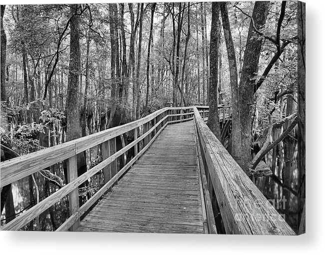 Manatee Springs Boardwalk Acrylic Print featuring the photograph Manatee Springs Black And White Boardwalk by Adam Jewell