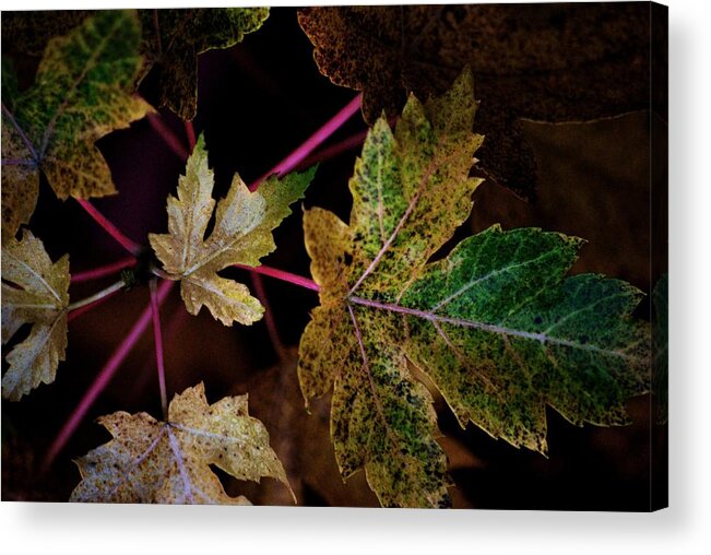Maple Leaves. Nature Acrylic Print featuring the photograph Maple Spatter by Trudi Southerland
