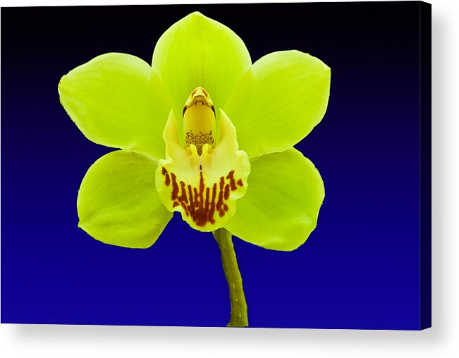 Flower Acrylic Print featuring the photograph Mapplethorpe Flower by Matthew Bamberg