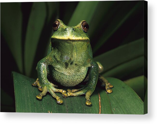 Mp Acrylic Print featuring the photograph Marsupial Frog Gastrotheca Orophylax by Pete Oxford