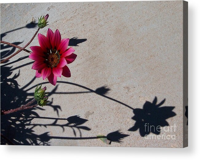 Flowers Acrylic Print featuring the photograph Me and My Shadow by Kathy McClure