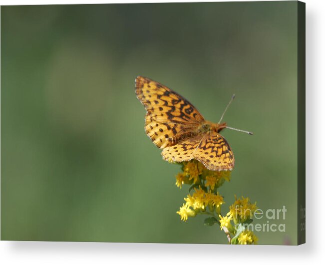 Butterfly Acrylic Print featuring the photograph Meadow Fritillary by Randy Bodkins