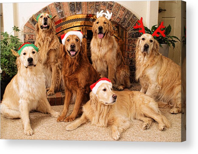 Dog.dogs Acrylic Print featuring the photograph Merry Christmas by Lawrence Christopher