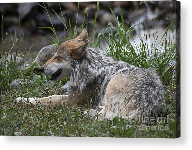 Mexican Wolf Acrylic Print featuring the photograph Mexican Wolf 20120714_112a by Tina Hopkins