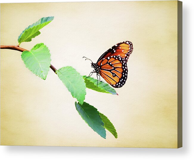 Milkweed Butterfly Acrylic Print featuring the photograph Milkweed Butterfly by Steven Michael