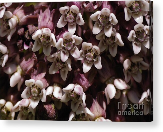 Milkweed Acrylic Print featuring the photograph Milkweed Florets by Randy Bodkins