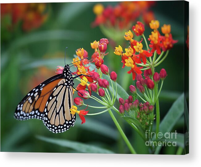 Butterfly Acrylic Print featuring the photograph Monarch Butterfly by Ann Jacobson