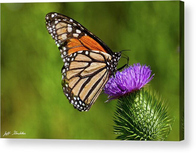 Animal Acrylic Print featuring the photograph Monarch Butterfly on a Thistle by Jeff Goulden