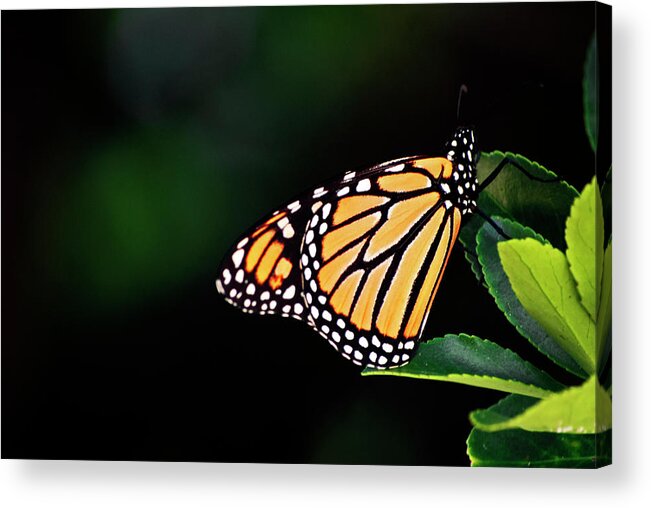 Monarch Acrylic Print featuring the photograph Monarch Delight by Elsa Santoro