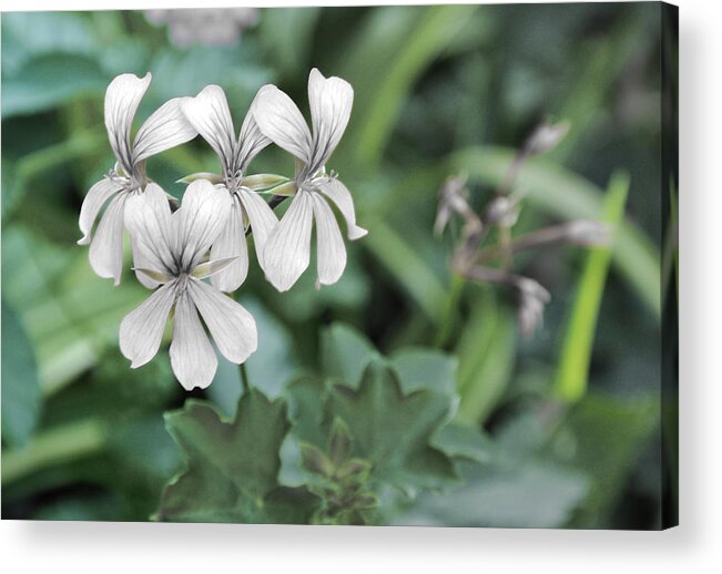 Flowers Acrylic Print featuring the photograph Monochrome Flowers on Green by Frank Mari
