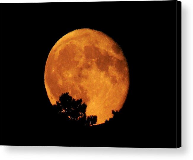 Moon Acrylic Print featuring the photograph Moonrise Over Pines by Dawn Key