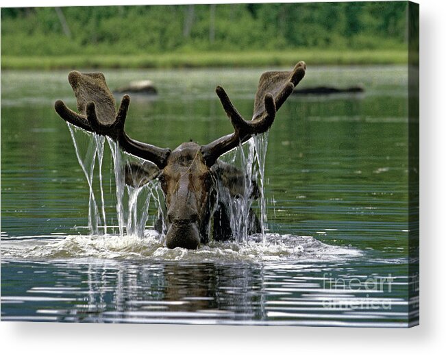 Moose Acrylic Print featuring the photograph Moose, Baxter Sate Park, Maine by Kevin Shields