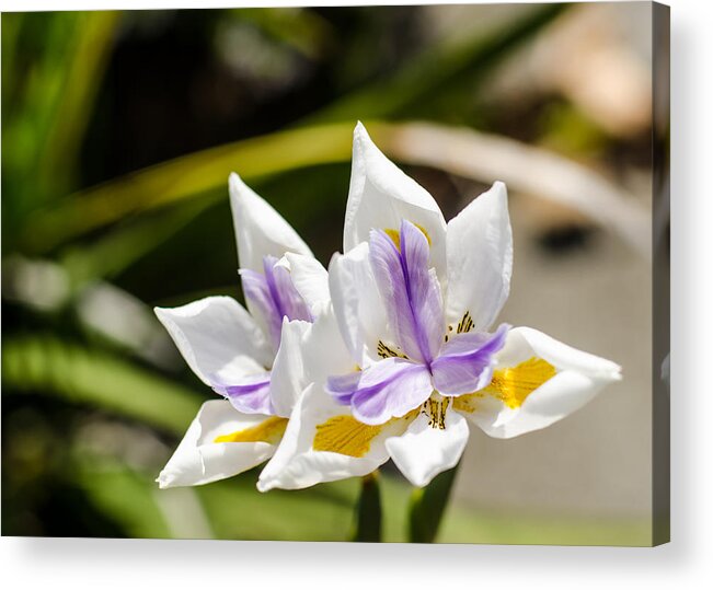 Lilies Acrylic Print featuring the photograph More Lilies by Tom Potter