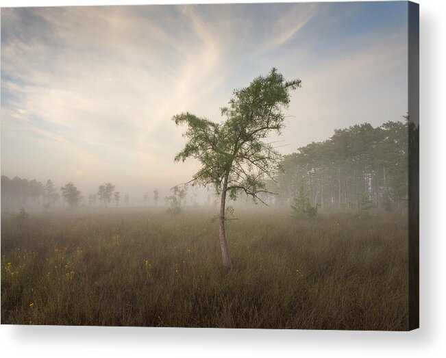 Big Cypress Acrylic Print featuring the photograph Morning Mist by Bill Martin