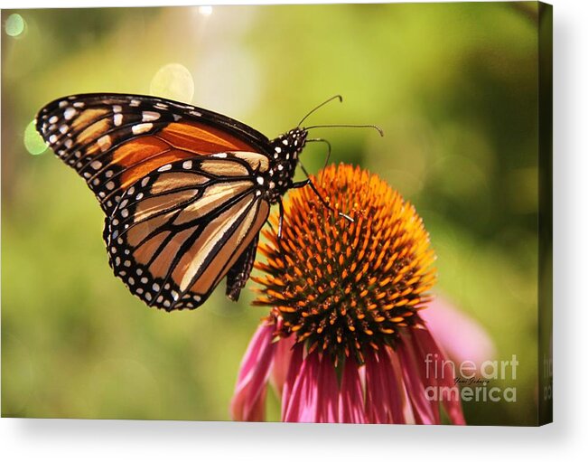 Morning Light Acrylic Print featuring the photograph Morning Wings by Yumi Johnson