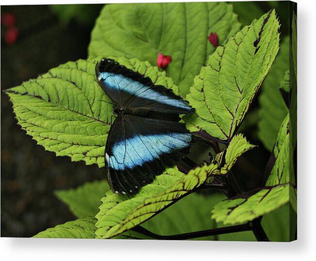 Butterfly Acrylic Print featuring the photograph Morpho Butterfly by Sandy Keeton