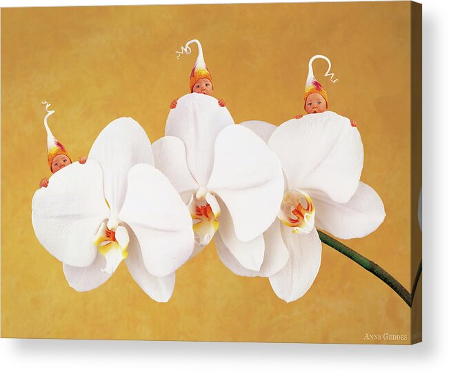 Triplets Acrylic Print featuring the photograph Moth Orchid by Anne Geddes