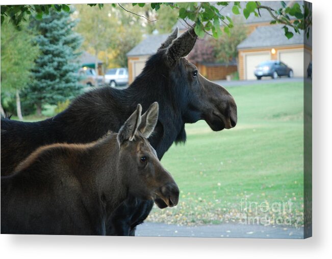 Moose Acrylic Print featuring the photograph Mother and Child by Jim Goodman