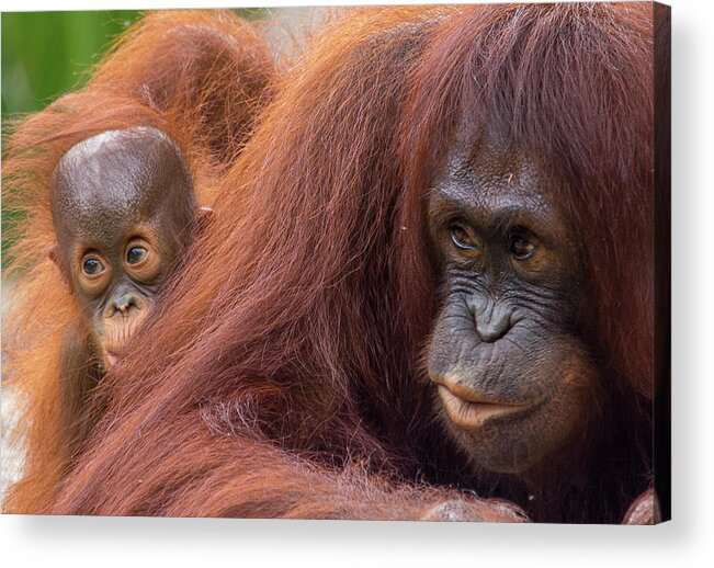 Orangutan Acrylic Print featuring the photograph Mother Orangutan with Baby by John Black