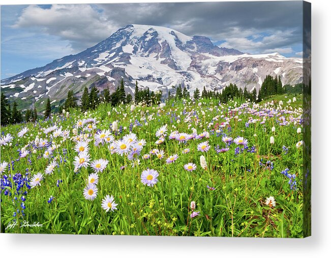 Alpine Acrylic Print featuring the photograph Mount Rainier and a Meadow of Aster by Jeff Goulden