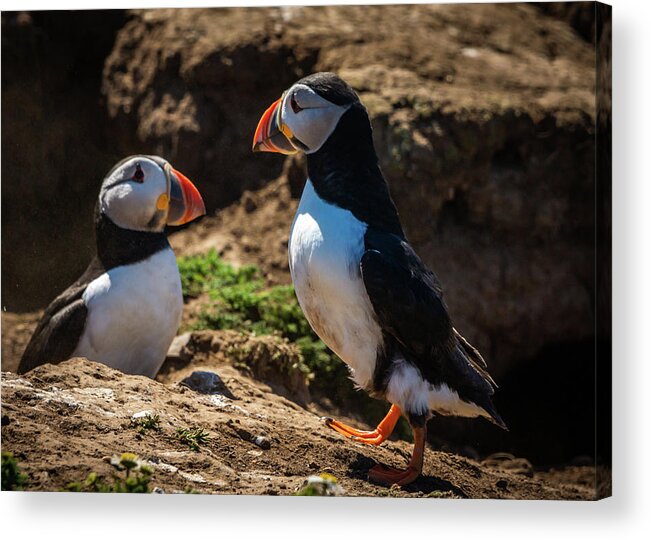 Skomer Island Acrylic Print featuring the photograph Mr and Mrs Puffin by Framing Places