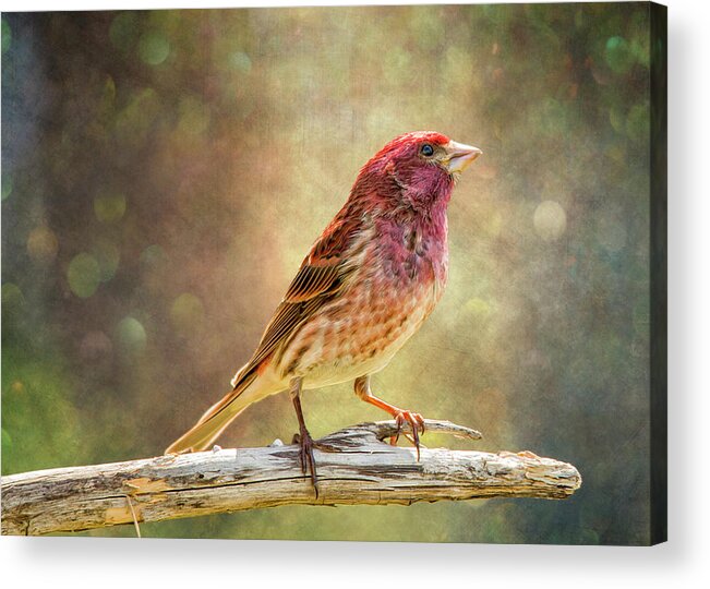 Chordata Acrylic Print featuring the photograph Mr Finch Afternoon Bokeh by Bill and Linda Tiepelman
