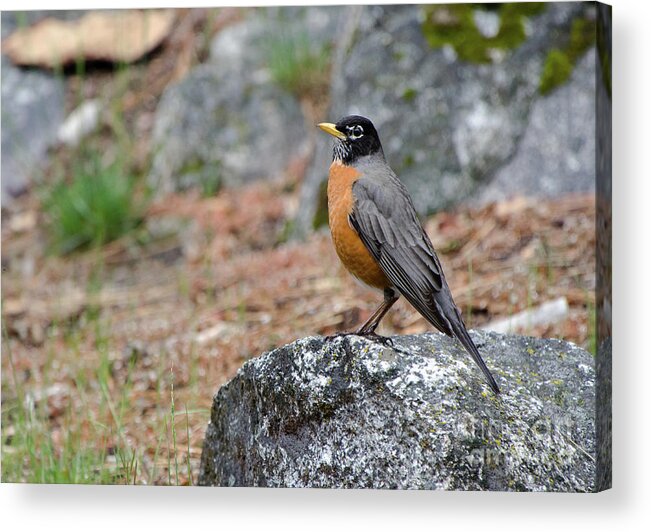 Robin Acrylic Print featuring the photograph Mr Robin by Debby Pueschel