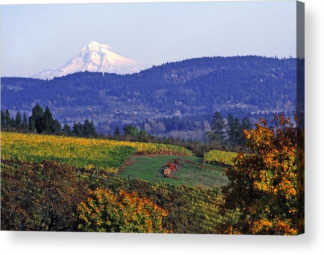 Mt. Hood Acrylic Print featuring the photograph Mt. Hood from a Dundee Hills Vineyard by Margaret Hood
