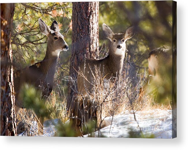 Deer Acrylic Print featuring the photograph Mule Deer in the Pike National Forest in Winter by Steven Krull