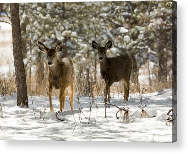 Deer Acrylic Print featuring the photograph Mule Deer on Winter Walk by Steven Krull