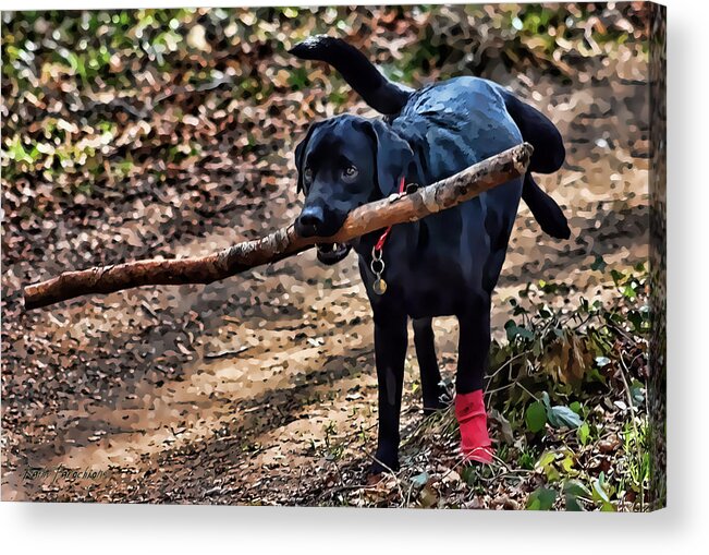 Dog Acrylic Print featuring the photograph Multitasking by Kathy Tarochione