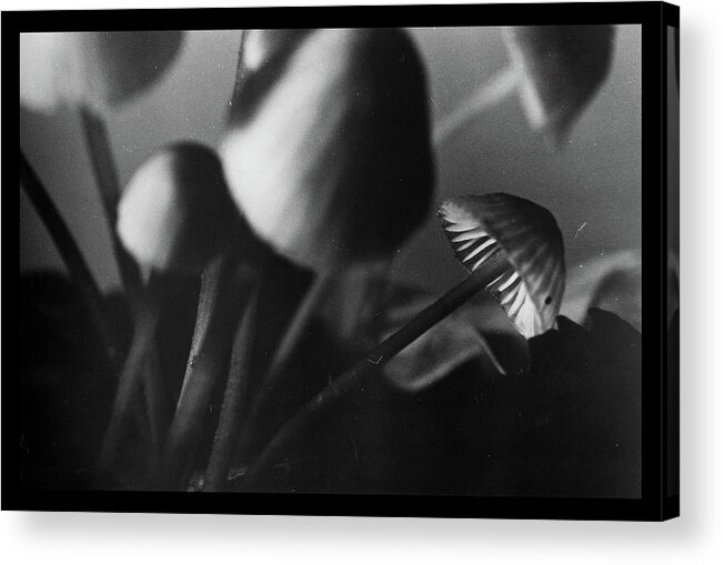 Analog Acrylic Print featuring the photograph Mushrooms - Macro by Dirk Ercken