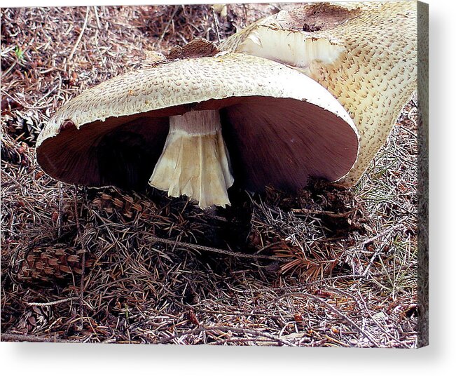 Mushroom Acrylic Print featuring the photograph Mushrooms Under Firs by Shirley Heyn