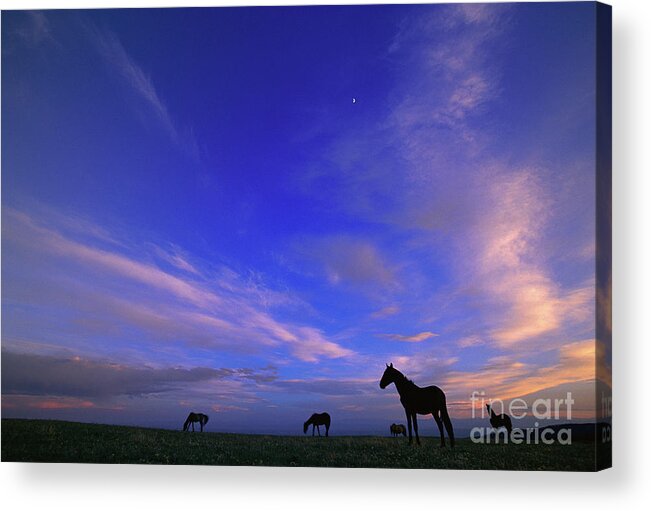 00340182 Acrylic Print featuring the photograph Mustangs and Evening Sky by Yva Momatiuk John Eastcott