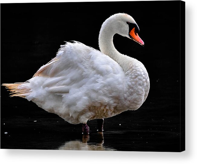  Acrylic Print featuring the photograph Mute Swan 3 by Brian Stevens